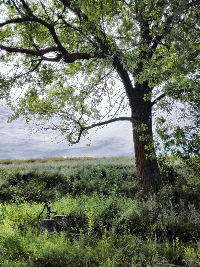 IMG_20160612_131111_1513503338706